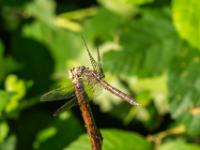 Blutrote Heidelibelle Weibchen